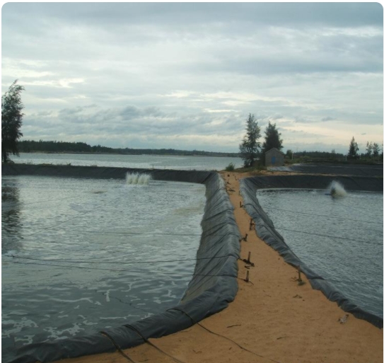 藕池养殖防渗膜铺设四大技巧